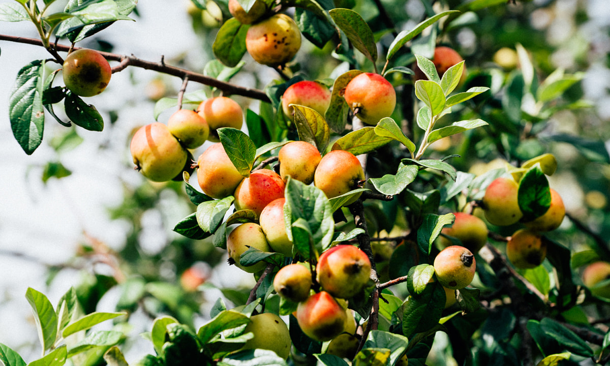 Táo mèo còn có tên gọi khác là Sơn Tra - Loại quả nổi tiếng của Tà Xùa Táo mèo còn có tên gọi khác là Sơn Tra - Loại quả nổi tiếng của Tà Xùa